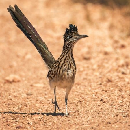 Roadrunner